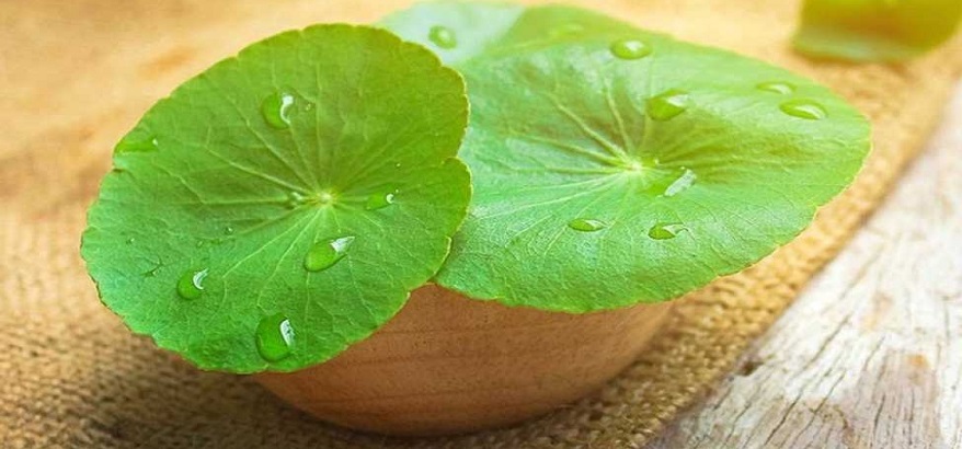 Mengenal Tanaman Pegagan: Obat Herbal untuk Mengatasi Stres dan Kecemasan