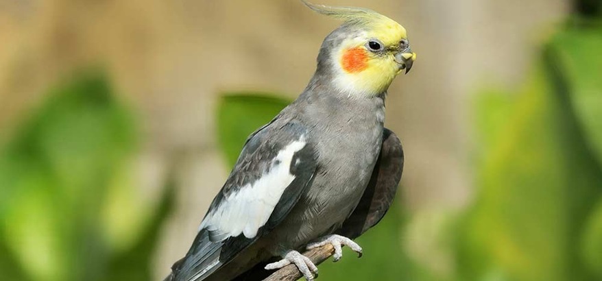 Menelusuri Kecantikan dan Kecerdasan Burung Parkit, Panduan dan Informasi Lengkap dari Parkit Indonesia